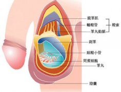 导致睾丸疼痛的原因有哪些?洛阳治疗睾丸疼痛问题哪家医院好?